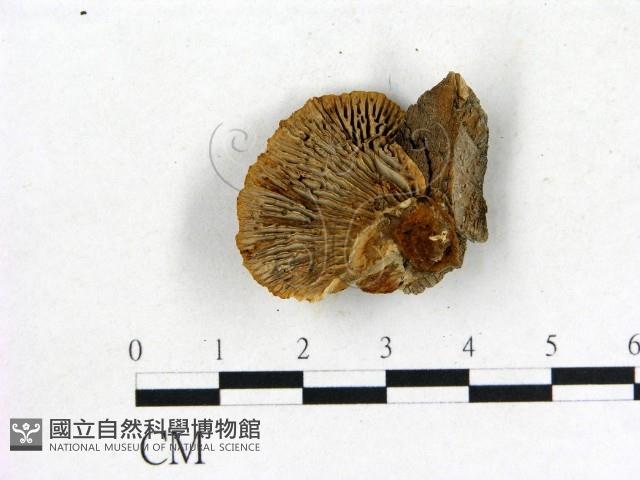 登錄號:F0003949藏品圖，第1張