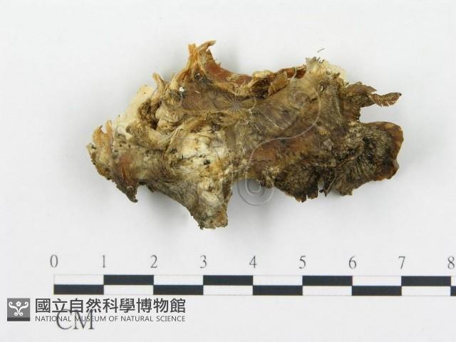 登錄號:F0013949藏品圖，第1張