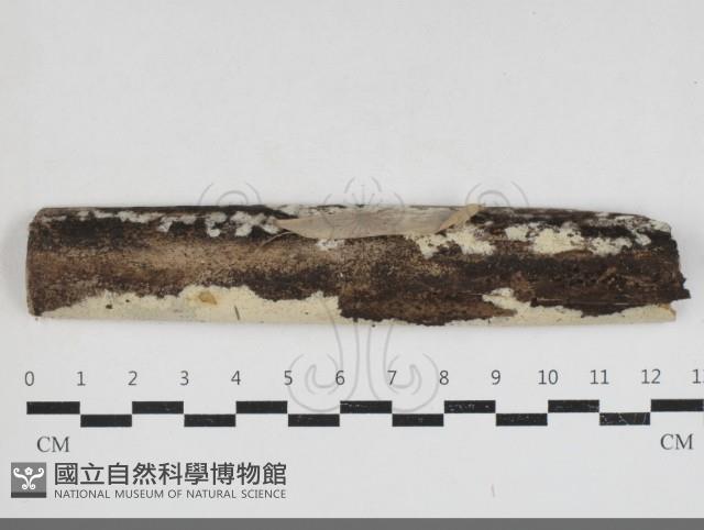 登錄號:F0033949藏品圖，第1張