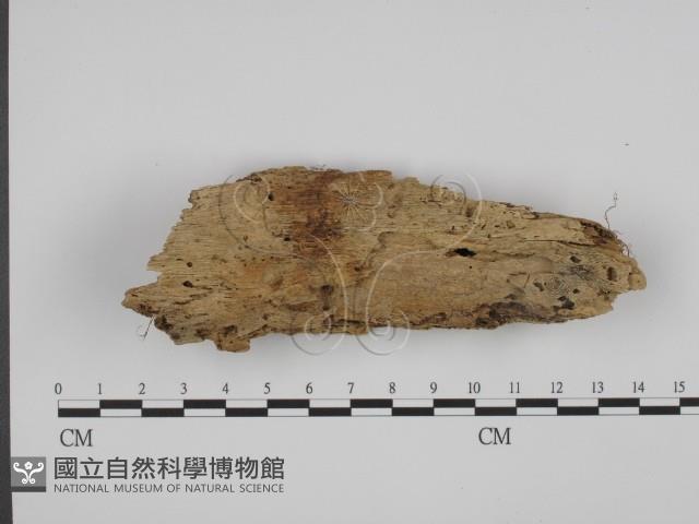 登錄號:F0008649藏品圖，第1張