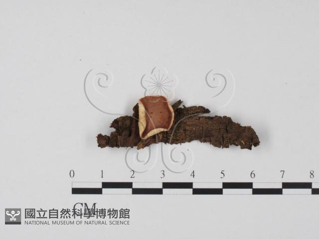 登錄號:F0018649藏品圖，第1張