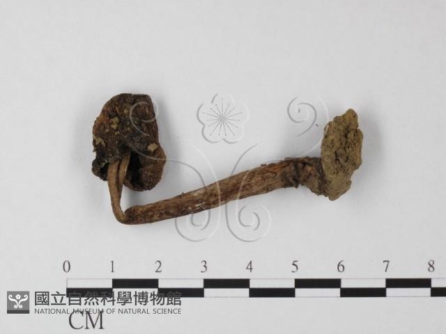 登錄號:F0000649藏品圖，第1張