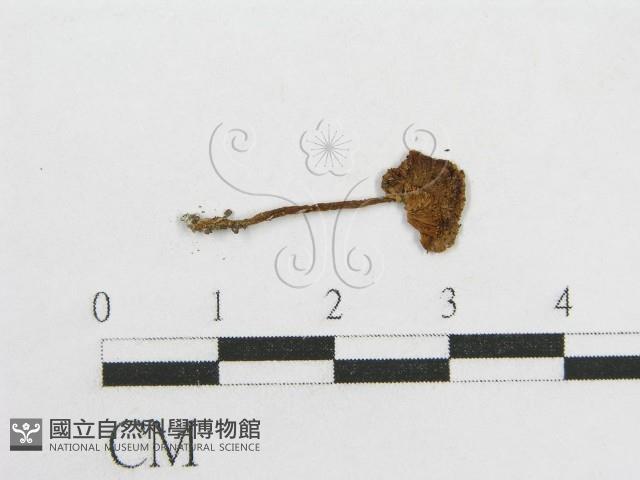 粉褶菌屬藏品圖，第1張