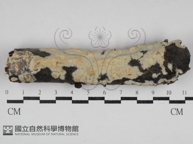 擬筍殼菌屬藏品圖，第1張
