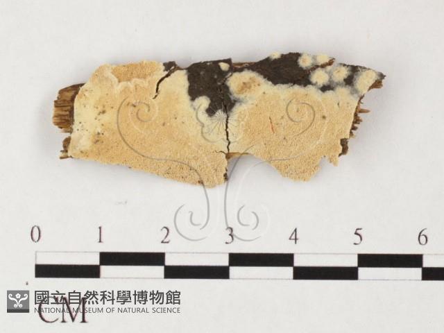 登錄號:F0026649藏品圖，第1張