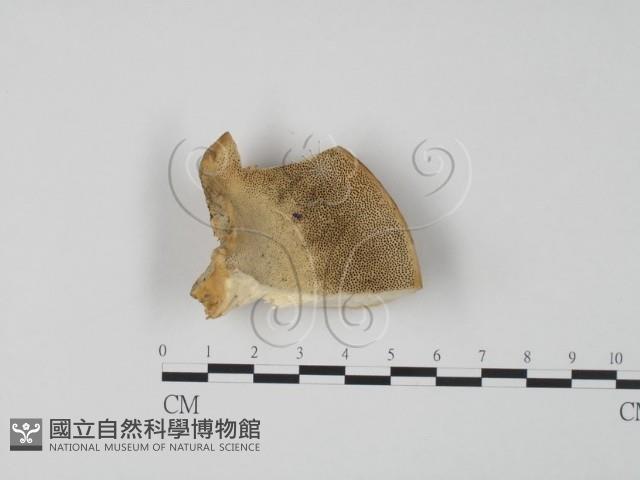 登錄號:F0006649藏品圖，第1張