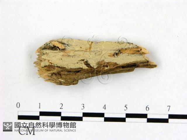 冇骨消絲齒菌藏品圖，第1張