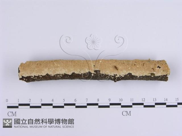 登錄號:F0001649藏品圖，第1張