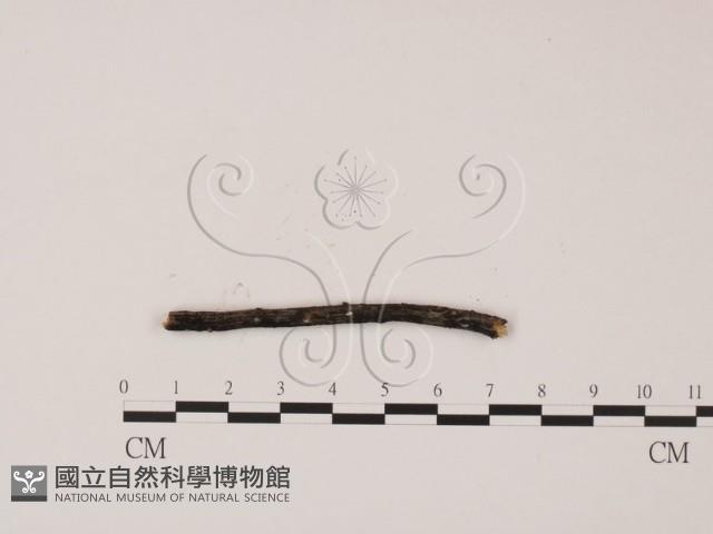 登錄號:F0011649藏品圖，第1張