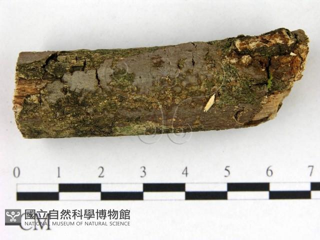 刺革菌屬藏品圖，第1張