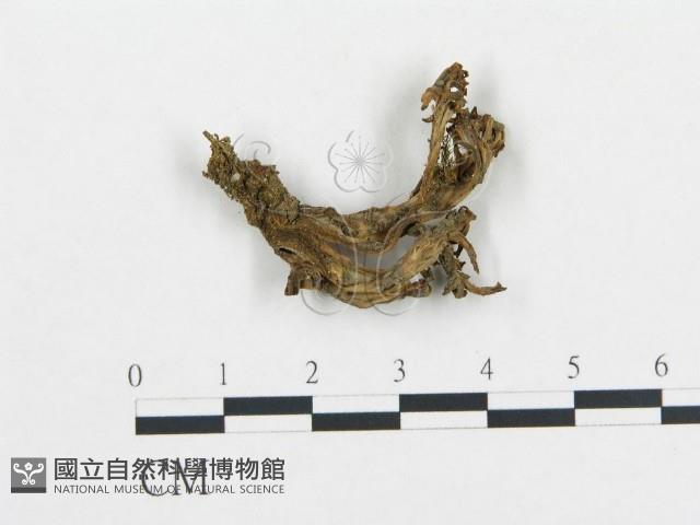 登錄號:F0002649藏品圖，第1張