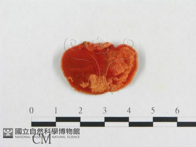 登錄號:F0012649藏品圖，第1張