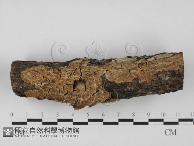 附毛菌屬藏品圖，第1張