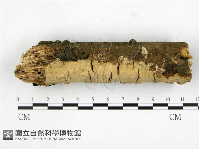 登錄號:F0007649藏品圖，第1張