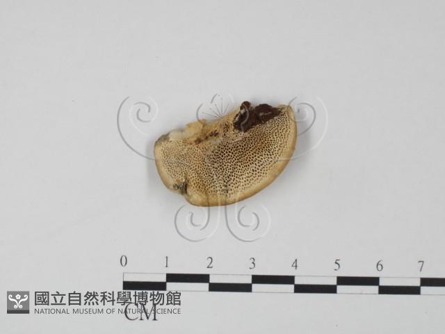 登錄號:F0017649藏品圖，第1張