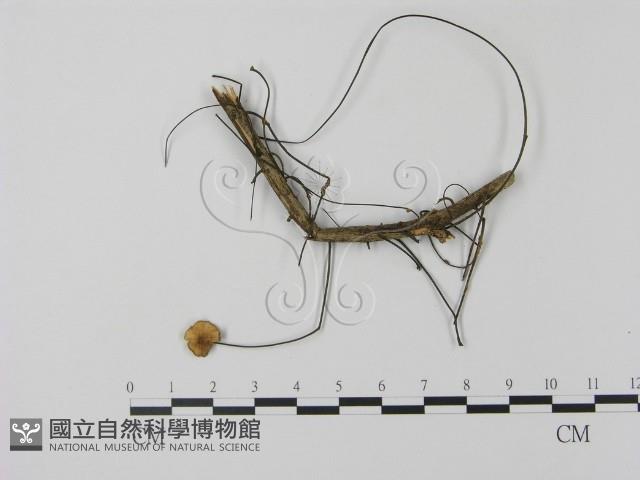 登錄號:F0005649藏品圖，第1張