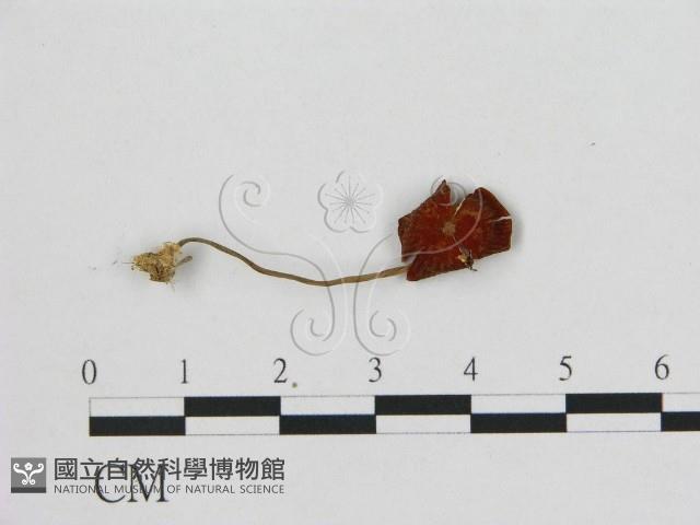 小皮傘屬藏品圖，第1張