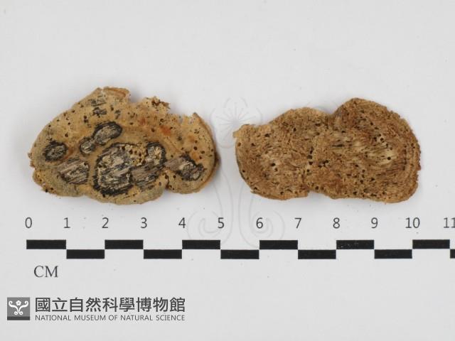 登錄號:F0029649藏品圖，第1張