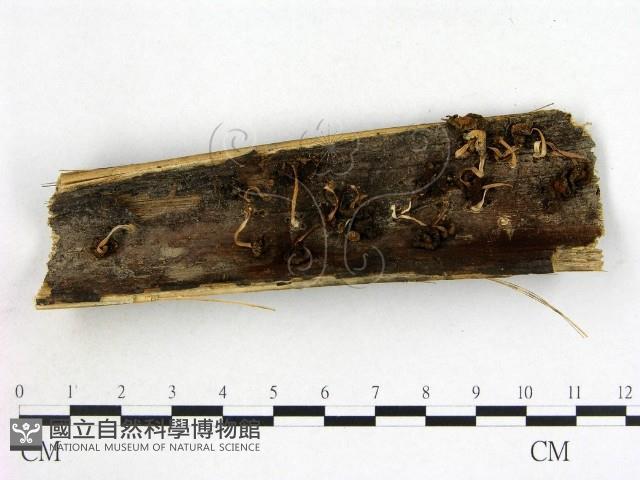 登錄號:F0009649藏品圖，第1張