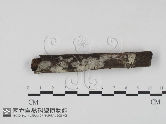 剛毛絲皮菌藏品圖，第1張