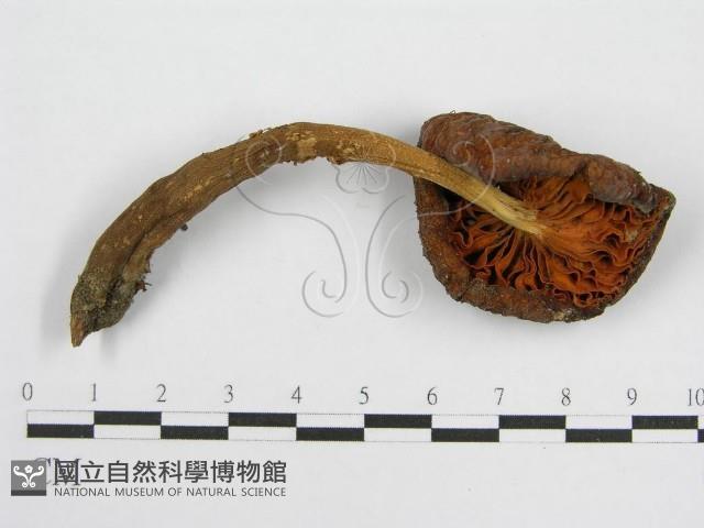 登錄號:F0003649藏品圖，第1張