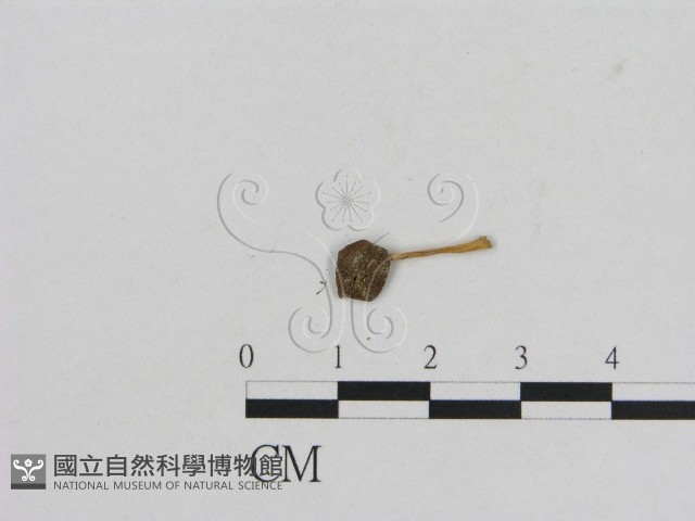 小菇屬藏品圖，第1張