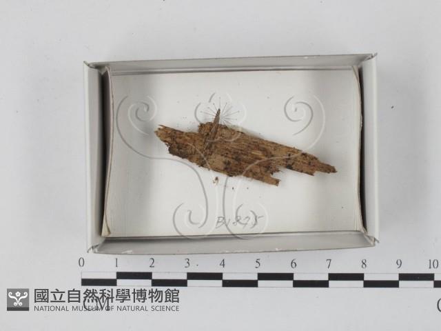登錄號:F0018449藏品圖，第1張