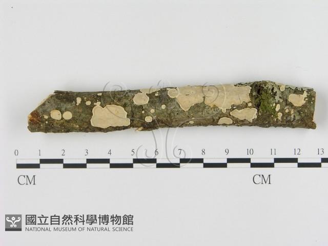刺皮菌屬藏品圖，第1張