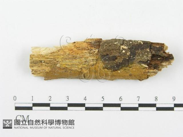 登錄號:F0000449藏品圖，第1張