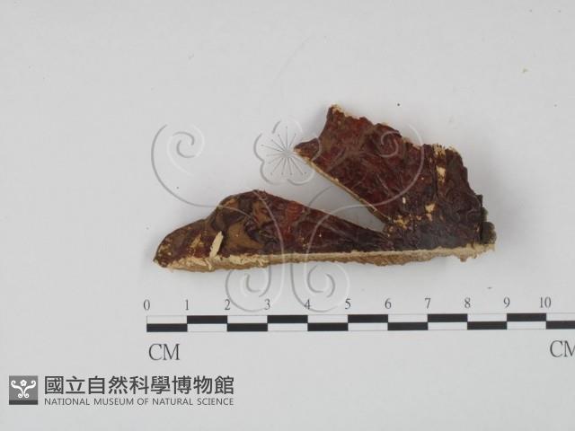 登錄號:F0006449藏品圖，第1張