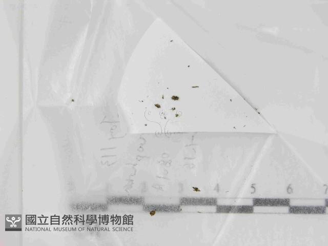 登錄號:F0021449藏品圖，第1張