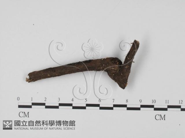 登錄號:F0001449藏品圖，第1張
