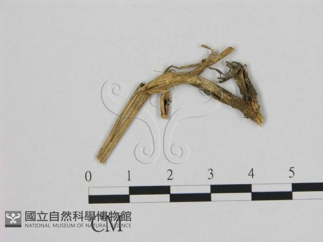 登錄號:F0011449藏品圖，第1張