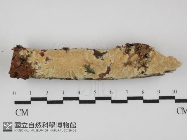 登錄號:F0031449藏品圖，第1張