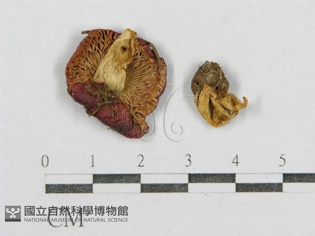 紅菇屬藏品圖，第1張