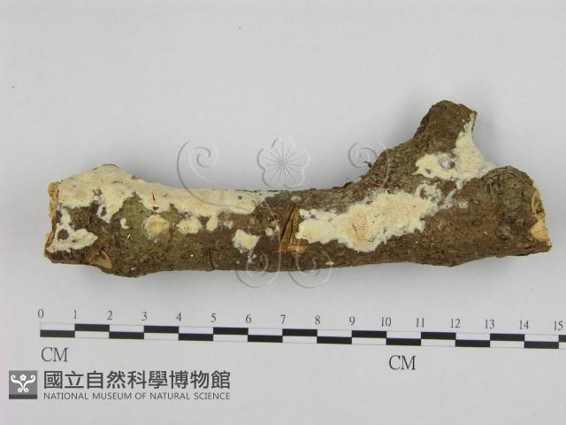 登錄號:F0002449藏品圖，第1張