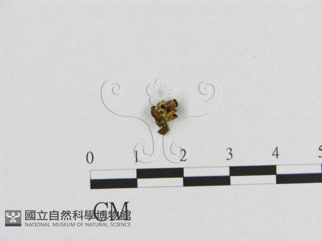 登錄號:F0012449藏品圖，第1張