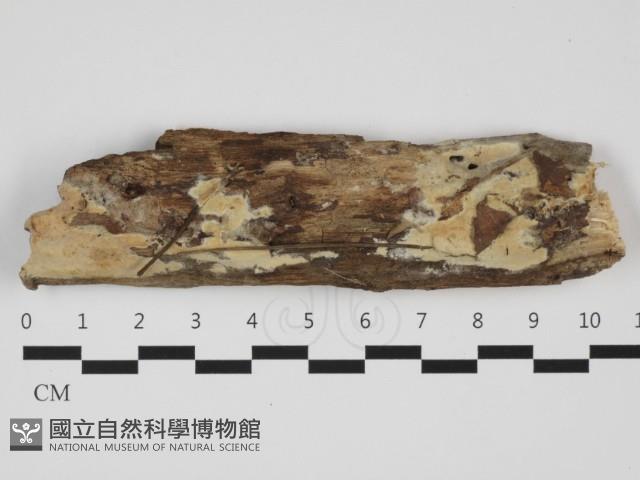 登錄號:F0032449藏品圖，第1張