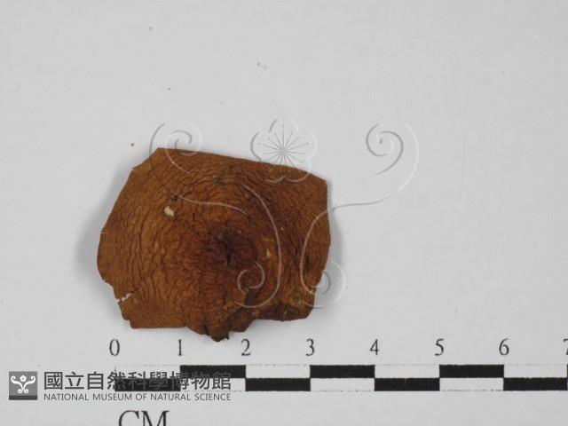 登錄號:F0027449藏品圖，第1張
