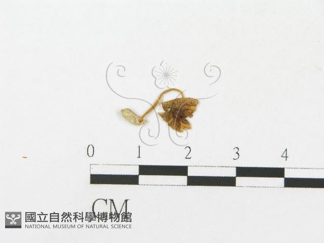 登錄號:F0005449藏品圖，第1張