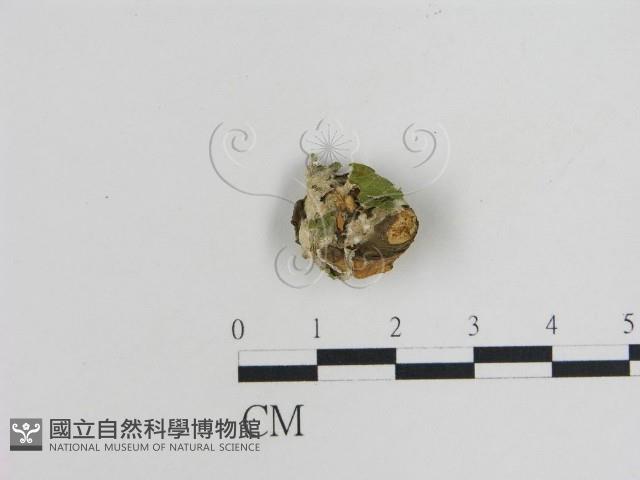 登錄號:F0015449藏品圖，第1張