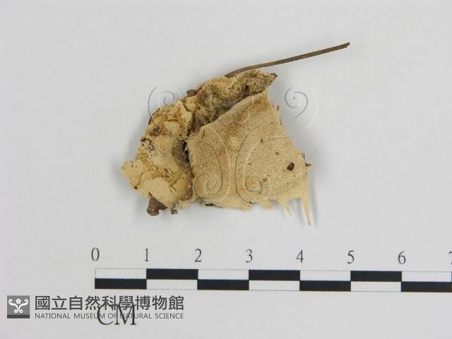 登錄號:F0009449藏品圖，第1張
