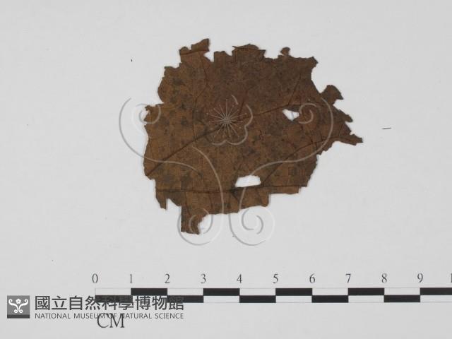 登錄號:F0019449藏品圖，第1張