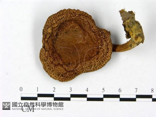 登錄號:F0023449藏品圖，第1張