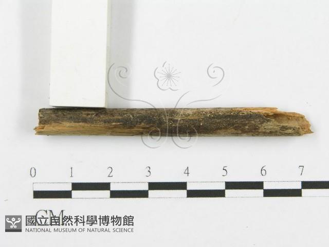 登錄號:F0013449藏品圖，第1張
