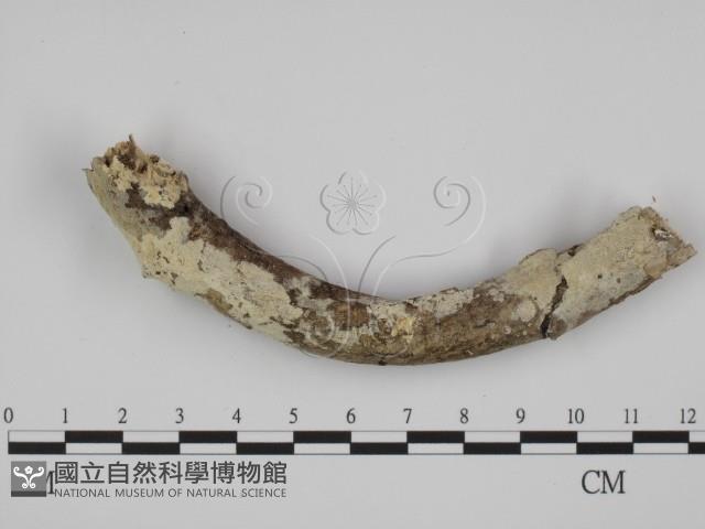 登錄號:F0008749藏品圖，第1張