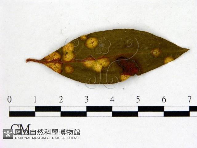 登錄號:F0020749藏品圖，第1張