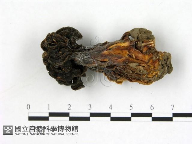 登錄號:F0000749藏品圖，第1張