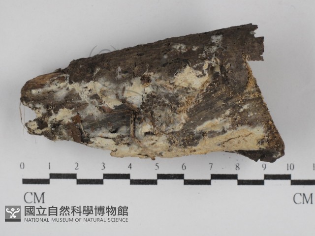 登錄號:F0030749藏品圖，第1張
