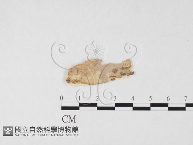 登錄號:F0026749藏品圖，第1張